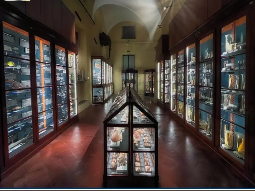 MUST - Sezione luigina